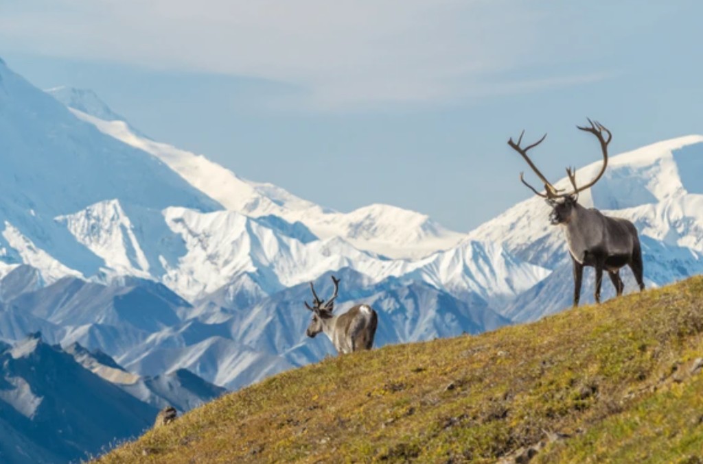 Caribou on a tundra hillside with snow-capped Alaska Range peaks in Denali National Park