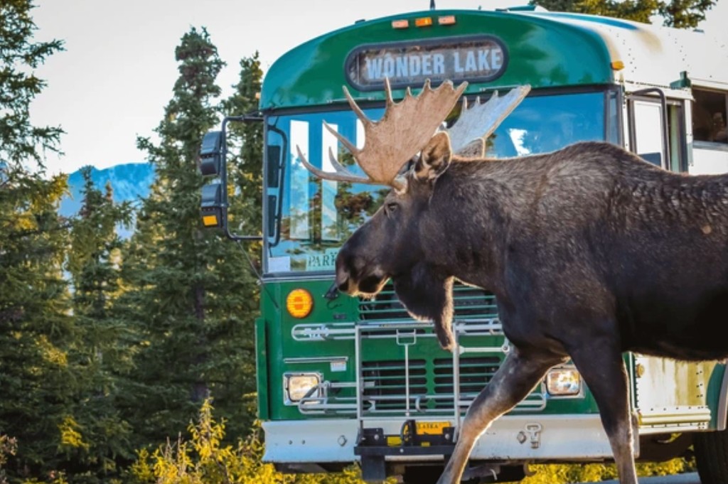 Bull moose crossing the Denali park road in front of a Wonder Lake tour bus